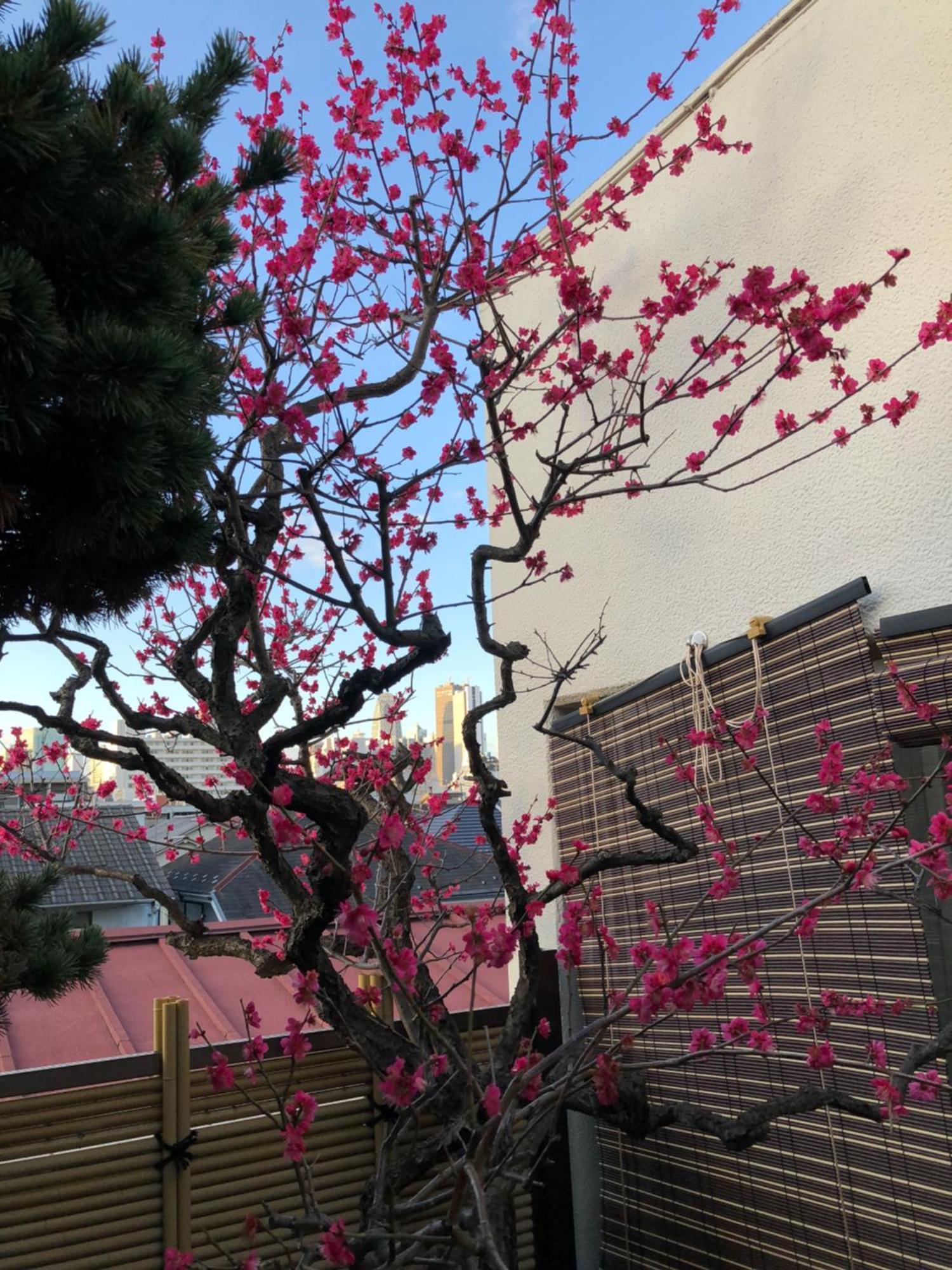 טוקיו Shinjuku Shin-Okubo Japanese Style Inn מראה חיצוני תמונה